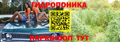 шишки Донской