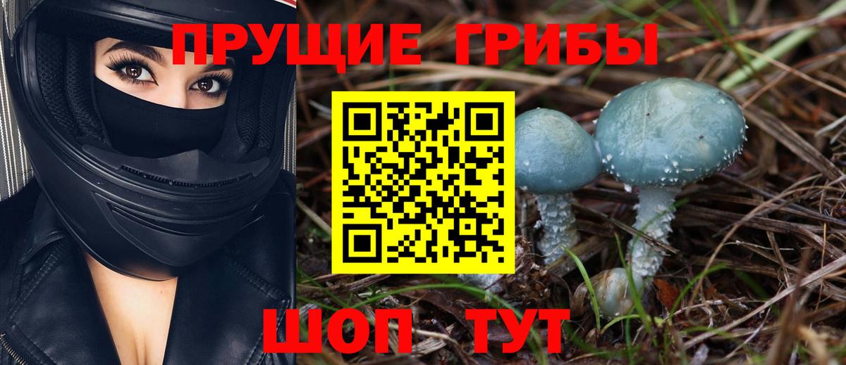 Псилоцибиновые грибы Psilocybe Новоалтайск